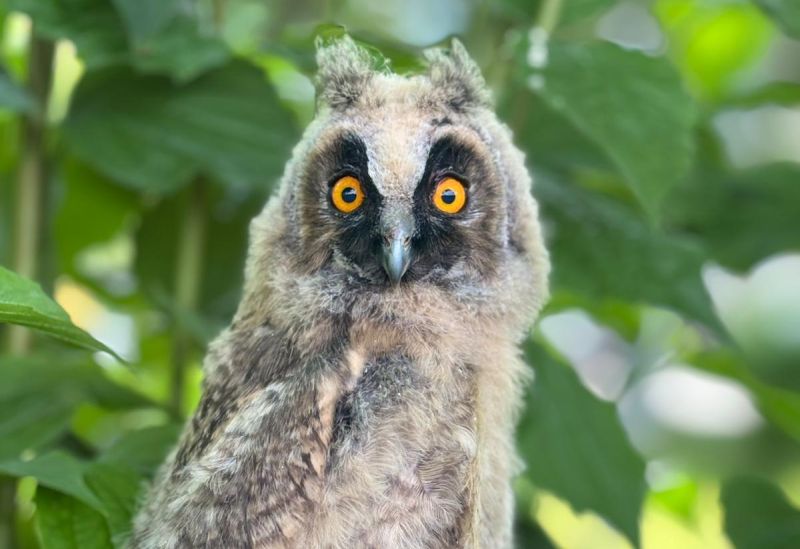 Gützkow_Tierrettung#1.jpg